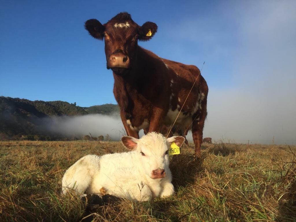 Mohaka River Farm Te Haroto Luaran gambar